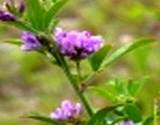 a photo of a fresh alfalfa growing in garden a natural source of vitamin B2