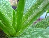 photo of beautiful Aloe Vera plant 