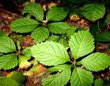 photo of American ginseng grown in garden an herbal source of germanium