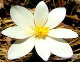 a close-up photo of herbal bloodroot in full bloom