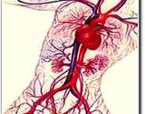 photo of a poster of a circulatory system