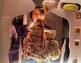 the human body digestive system