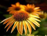 a close-up photo of a herbal golden echinacea bloom