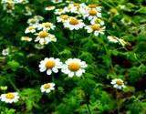 photo for herb guide a field of feverfew
