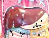 closeup of human liver and diagram of valves