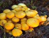 a photo of fresh mushrooms a natural source of PABA