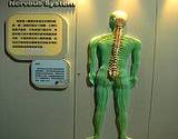 photo of the human nervous system display