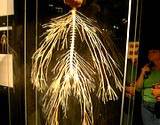 photo of display of the human nervous system