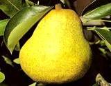 photo of a yummy pear still growing on a tree a natural food source of boron