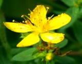 close-up photo of herbal St. Johns wort