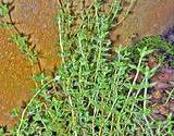 photo for herb guide thyme still growning in garden