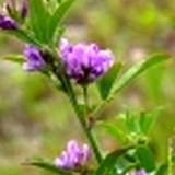 photo for guide book alfalfa in full bloom