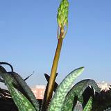 photo of an large also plant with huge flower