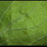 a closeup photo of a head of cabbage excellent source of digestive enzymes