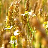 a photo of a field of chamomile and wheat a natural source of vitamin B3 niacin