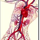 photo of a poster of a circulatory system