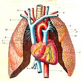 photo of a model of a circulatory system