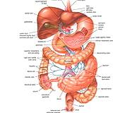 photo of complete digestive tract and human liver