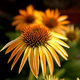 photo of the flower of Echinacea an herbal source of Vitamin C