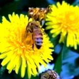 photo of a bee visiting dandelion blossom