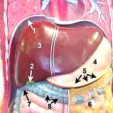 closeup of human liver and diagram of valves