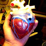 photo of the circulatory system of the human heart model