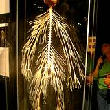 photo of display of the human nervous system