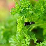 photo of fresh parsley growing in garden a natural food source of manganese