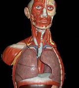 photo of the respiratory system