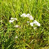 photo of yarrow growing wild in a field an herbal source of vitamin C